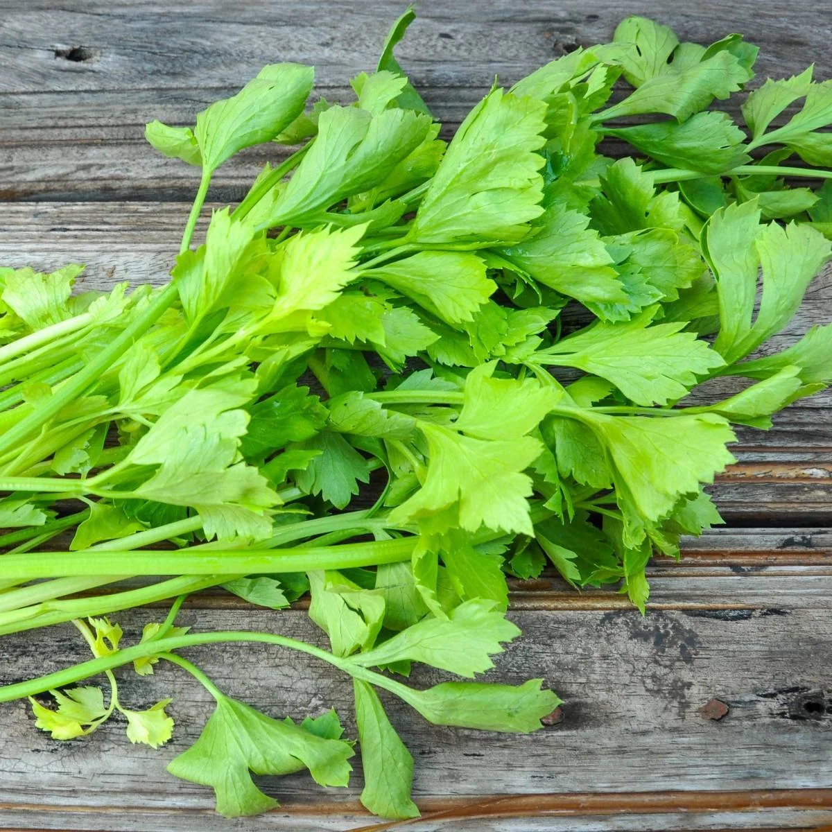 celery